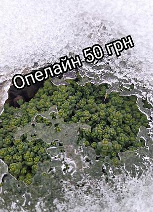 Вічнозелені сукуленти для саду та альпінарію