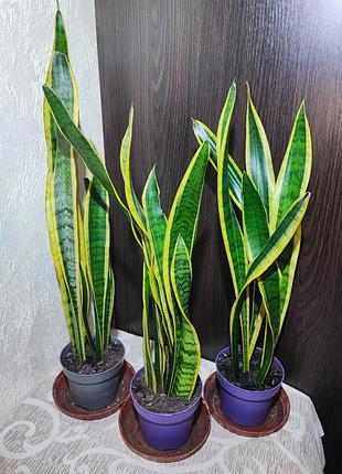Сансевієрія трисмугова лауренті (sansevieria trafasciata laurentii)