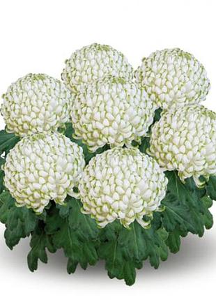 Хризантема greenstar