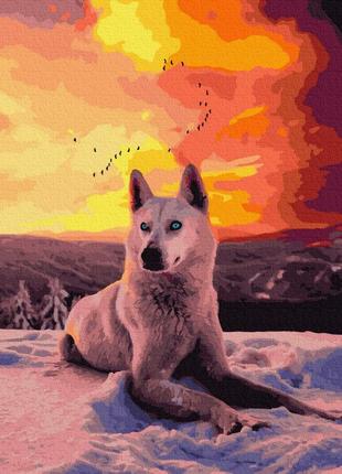 Картина по номерам арктический волк
