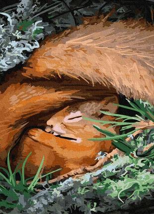 Картина за номерами солодкий сон білочки