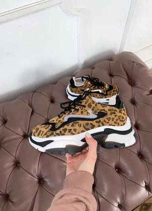 Кросівки ash leopard кроссовки