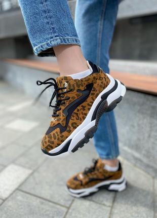 Кроссовки ash leopard  кросівки