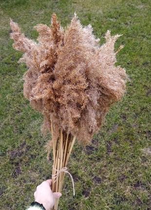 Сухоцветы тросник пампасная трава камышовая трава