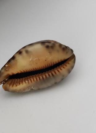 Морская, сувенирная ракушка.размер 5х3 см3 фото