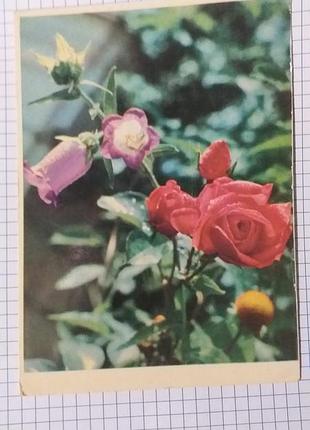 Листівка. вінтаж. 1964. чиста.