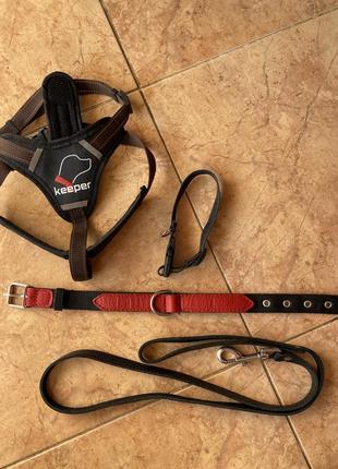 Шлея для собаки, поводок и два ошейника