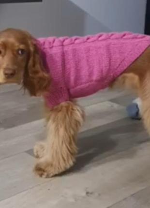 Вязаный свитер для сфинкса или собаки8 фото