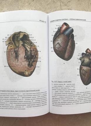 Атлас анатомії людини: навчальний посібник для студентів вищих медичних закладів2 фото