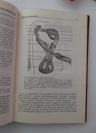 Справочник животновода молочной фермы и комплекса 1985 иванов обухов ссср крупный рогатый5 фото