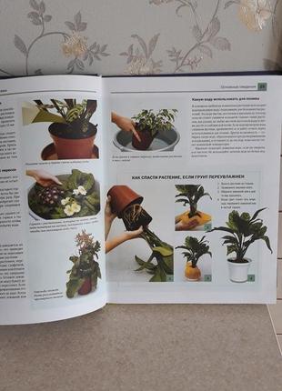 Кімнатні рослини,енциклопедія2 фото