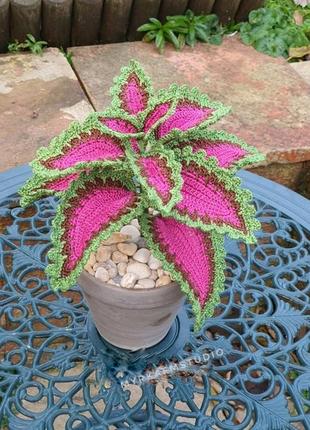 В'язані кімнатні рослини