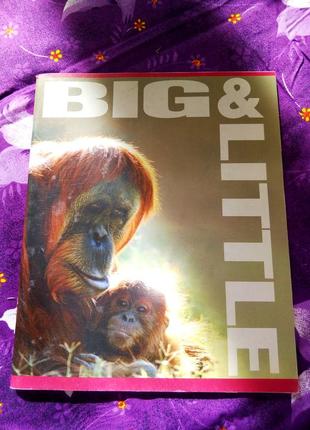 Зошит 60 аркушів в клітинку