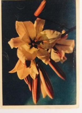 Открытка раритет 1957