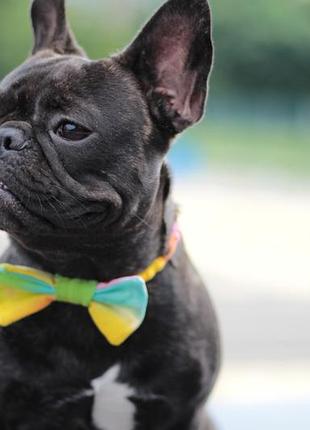 Метелик для собак і котів тай-дай