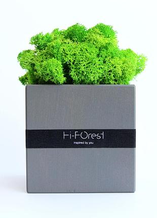 Настольный эко декор со скандинавским мхом hi-forest cube (черный/зеленый). деревянный куб 9х9х9 см