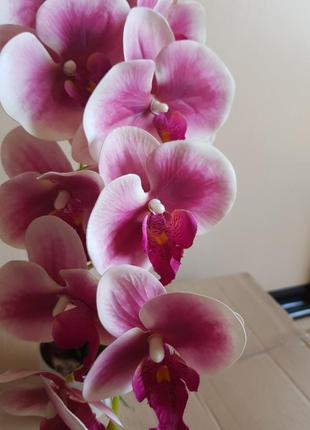 Орхидея в горшке розово малиновая
