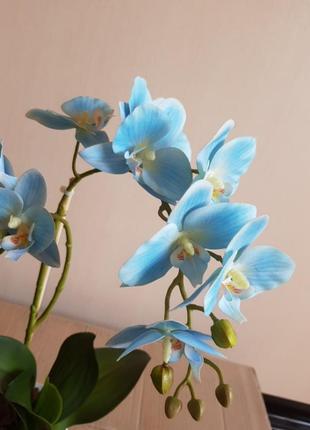 Орхидея в горшке  голубая
