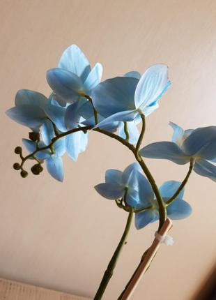 Орхидея в горшке  голубая8 фото