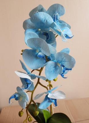 Орхидея в горшке голубо синяя