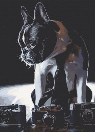 Картина по номерам крафт застенчивый фотограф французский бульдог