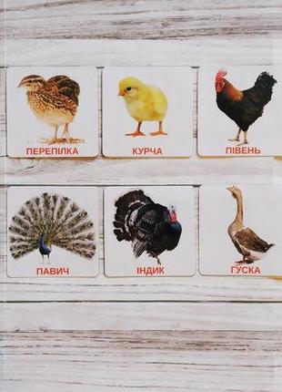 Карточки дома домашние птицы 2