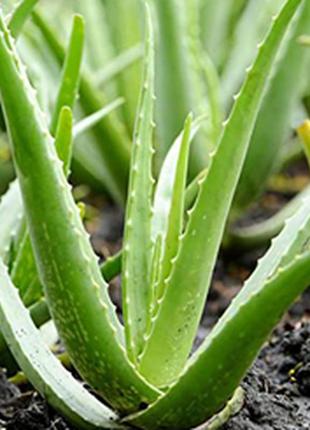 99% aloe vera крем для депіляції чутливої шкіри2 фото