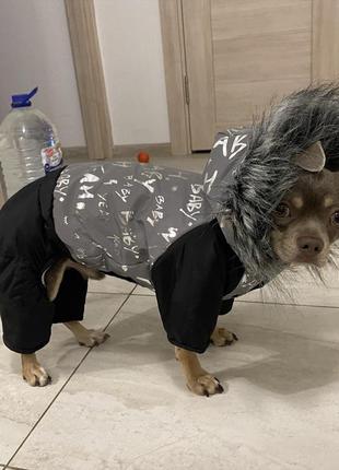 Зимний комбинезон для собачки из светоотражающей ткани