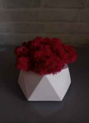 Горщик з гіпсу