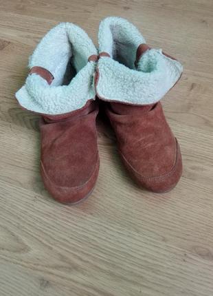 Уггі,півчобітки