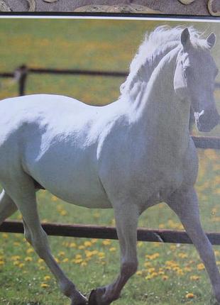 .пазли "educa" 500 шт. white horse 4