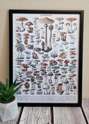 Постер гриби картина