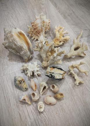 Шикарний набір для акваріума корали великі черепашки подарунок1 фото