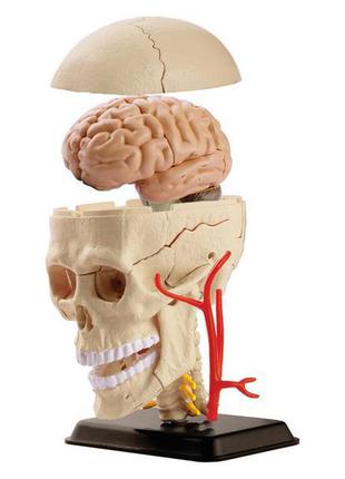Набір для досліджень edu-toys модель черепа з нервами збірна, 9 см (sk010)2 фото