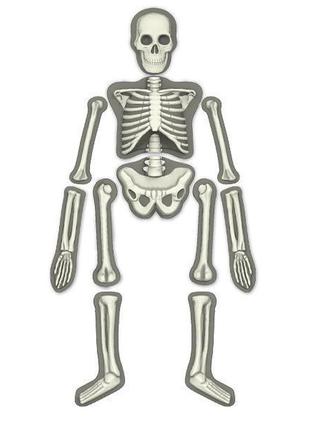 Набір для досліджень 4m світиться скелет людини (00-03375)2 фото