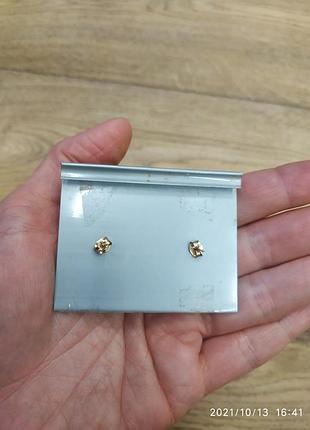 Salisburys сережки тер'єр 2