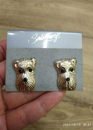 Salisburys сережки тер'єр 5