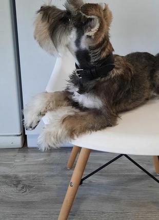 Шкіряний нашийник для собаки