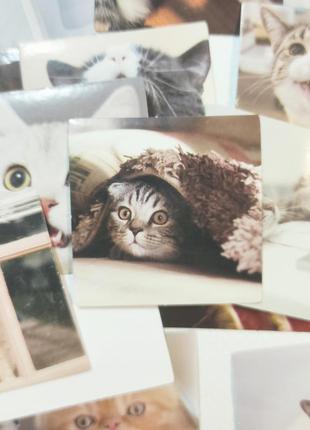 Набір #2 фотографій для скрапбукінгу,картинки для скрапбукінга,наклейки з котиками9 фото