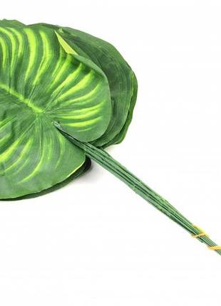 Листья калатеи декоративные