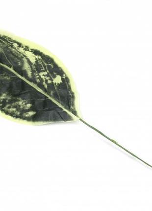 Листя педилантуса декоративні