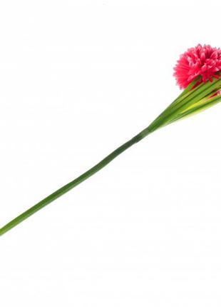 Хризантема шаровидная декоративная ярко-розовая3 фото