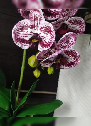 Орхидея3 фото