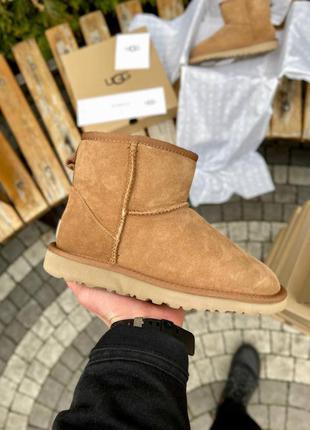 Ugg classic mini chestnut suede шикарні чоботи уггі каштановий колір4 фото