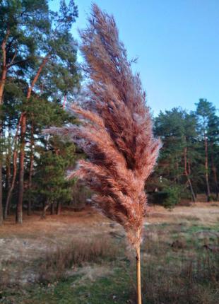 Сухоцвет тростник пампастная трава