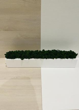 Дерев'яна яні кашпо зі скандинавським мохом6 фото