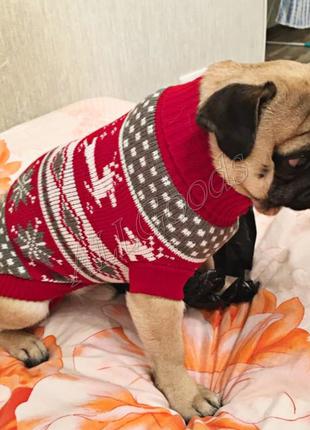 Свитер для кота или мелких собак (есть размеры)5 фото
