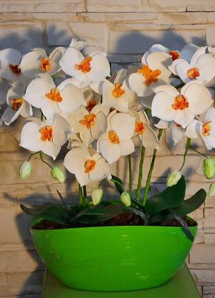 Интерьерные цветы дизайн орхидеи1 фото