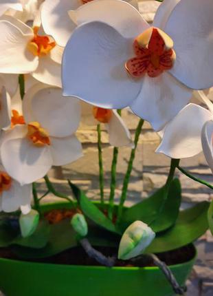 Интерьерные цветы дизайн орхидеи3 фото