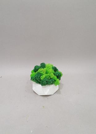 Бетонне кашпо зі стабілізованим мохом!